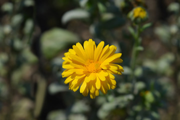 Garden marigold