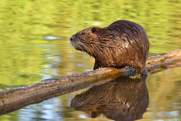 Beautiful wet nutria sits on a log above a pond and is reflected in the water