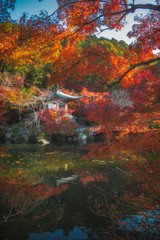 京都 紅葉の醍醐寺と秋景色