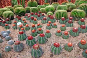 Cactus plants Echinocactus
