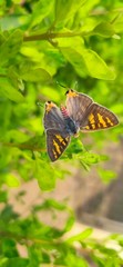 butterfly on leaf