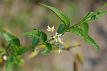 White swallow-wort