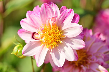 Fototapeta premium Dahlia