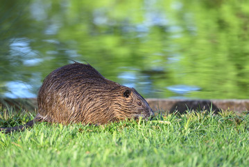 Beautiful nutria with wet hair in the green grass on the background of the pond