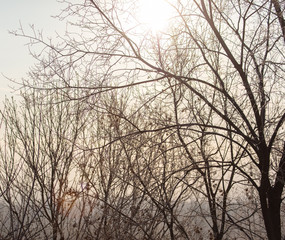 Fototapeta na wymiar Leafless tree branches at dawn of the sun