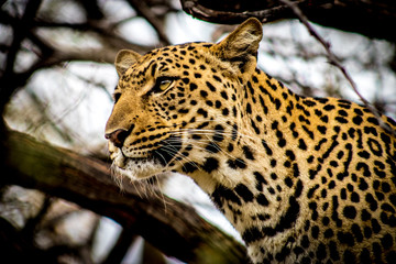portrait of a leopard