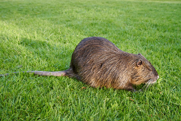 Beautiful and wet nutria sits in the green grass in a city park