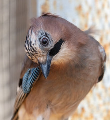 Starling bird portrait on nature