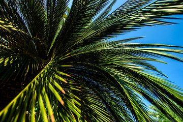 Leaves of palm trees in a tropical garden