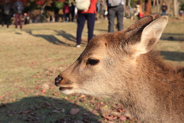 Nara Park in Nara Prefecture, Japan and the scenery of deer living in the park