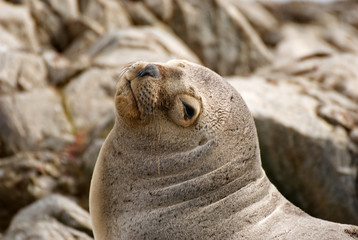 Sea lions on a rock in Ushuaia
