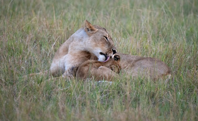 lioness washing cub in the grass