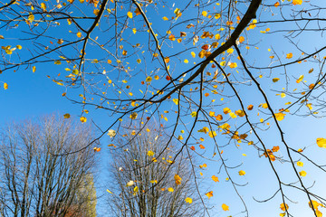 Autumn landscape with yellow  leaves against a blue sky. Bright beautiful autumn nature background.