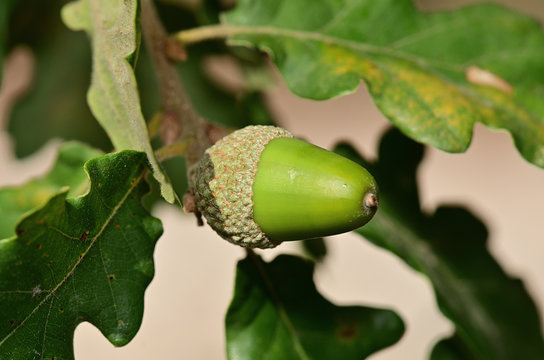 gland de ch&ecirc;ne kerm&egrave;s