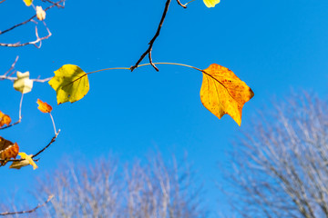 Fall foliage against a bright blue sky. The last leaves on tree branches on a sunny autumn day....