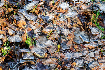 Hoarfrost on the fallen dry leaves and on the grass. Rime on plants close-up. Frosty landscape. 