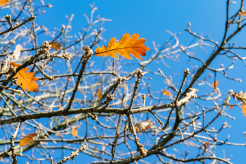 The last leaves on tree branches on a sunny autumn day. Fall foliage against a bright blue sky.  Beautiful colorful autumn background. 