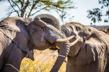 elephant fighting