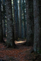 While walking in nature you may come across giant trees that look so wonderful.Turkey's forests.