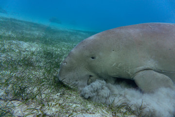 Sea cow or (Dugong) eating seagrass at the bottom.
