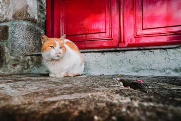 Cat resting in front of a red wooden door, in a village of Lesvos, Greece