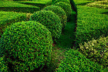 Landscape design in a tropical garden