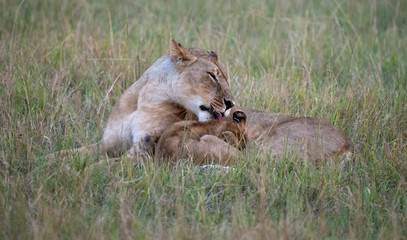 lioness washing cub