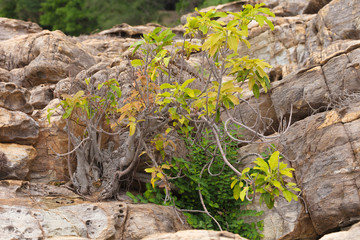 Beautiful, magnificent vegetation on the rocky ocean coast