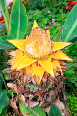 Musaceae plants hairyfruit musella flower