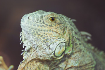 Grüner Leguan, Portraitaufnahme, Makro