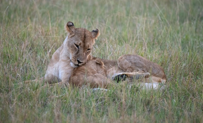 lioness washing cub
