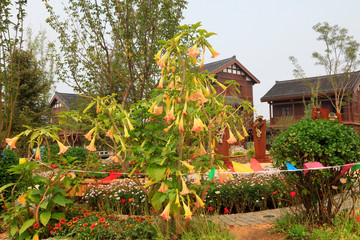 Datura Mandala in a garden