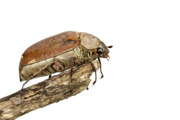 Image of cockchafer (Melolontha melolontha) on a branch on white background. Insect. Animals.