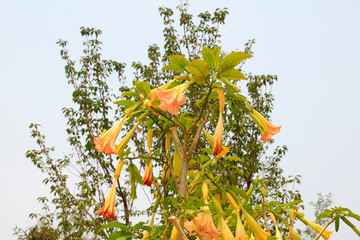Datura Mandala in a garden