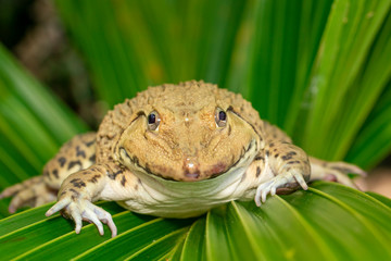 Image of Chinese edible frog, East Asian bullfrog, Taiwanese frog (Hoplobatrachus rugulosus) on the green leaves. Amphibian. Animal.
