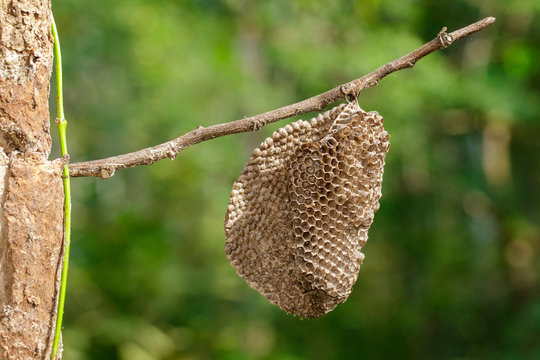 Image of honeycomb empty on dry branches.