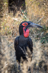 Ground hornbill