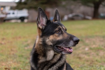 german shepherd dog