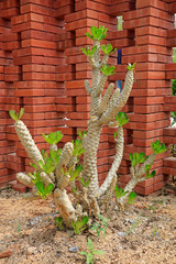 Euphorbia Plants in the botanical garden