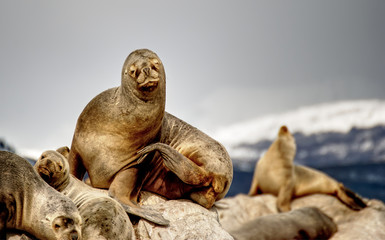 Fototapeta premium Sea lions on a rock in Ushuaia