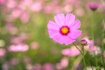 Cosmos flowers with soft natural background