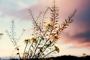 Raps oder Senf Zweige vor roten und violetten Wolken am Abend