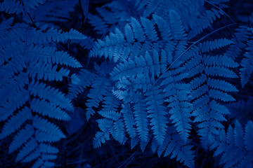 Fern leaves in trendy blue color.