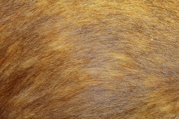 close up brown dog skin for texture and pattern.