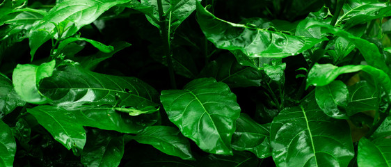 Closeup nature view of green leaf on dark greenery background in garden with copy space using as background natural green plants landscape, ecology, fresh wallpaper concept, slective focus .