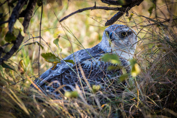 bird on grass Eagle