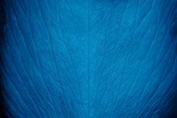 Tender beautiful rose petal texture. Blue rose petal close up. Macro photo of natural rose petal...