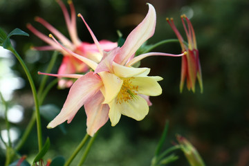 Yellow with pink the aquilegia flowers lit with the day sun contrastly are allocated against a dark background.