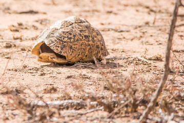 turtle shell on sand