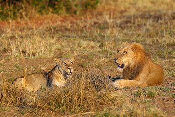 A Southern Lion (Panthera leo melanochaita) also as an Eastern-Southern African Lion or Eastern-Southern African Lion.Mating pair lying in the grass in an open steppe.